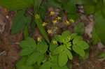 Yellow pimpernel